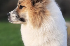 P-Wurf-Rheinlaender-Muehlenbusch-043