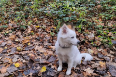 P-Wurf-Rheinlaender-Muehlenbusch-102