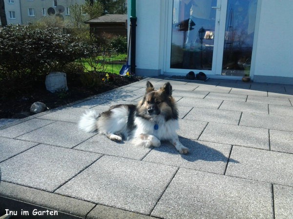 Inu auf der Terrasse im Frühlingsgarten
