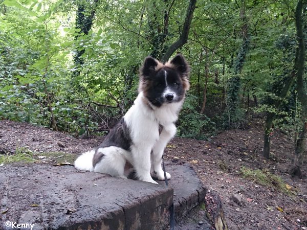 Kenny im Wald und Haus