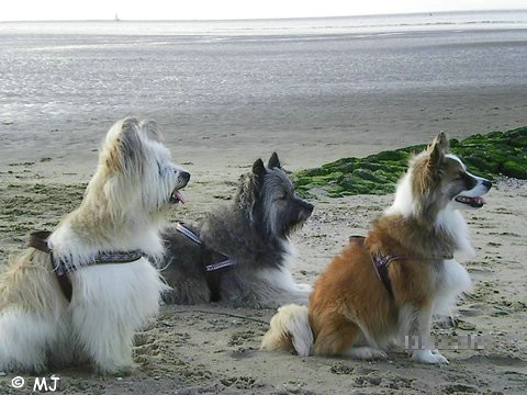 An der Nordseeküste …