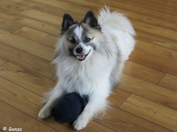 Gonzo und die Socken