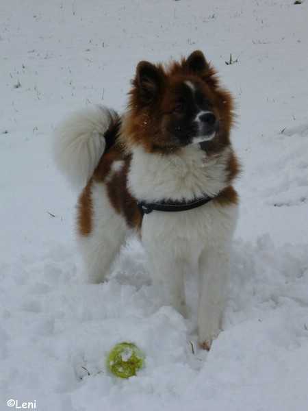 Lenis erster Schnee