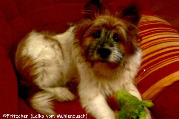 Fritzchen ausgewachsen