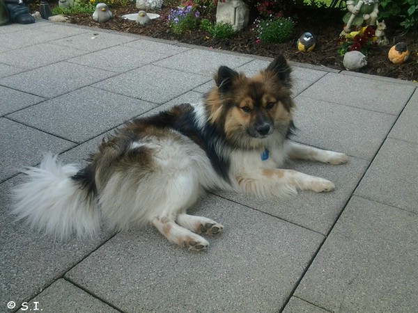 Inu der Baumeister