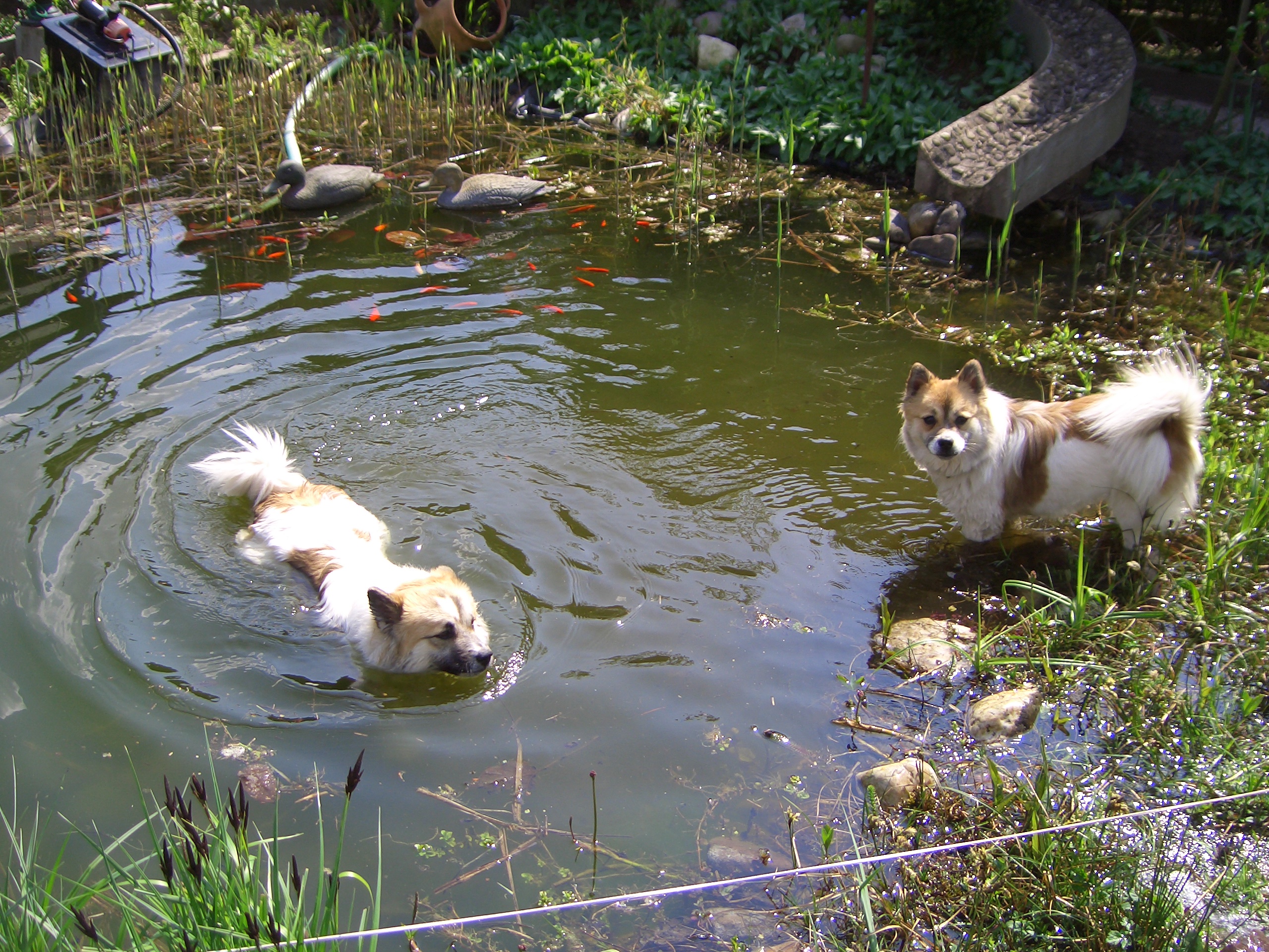 Hunde in der Hitze