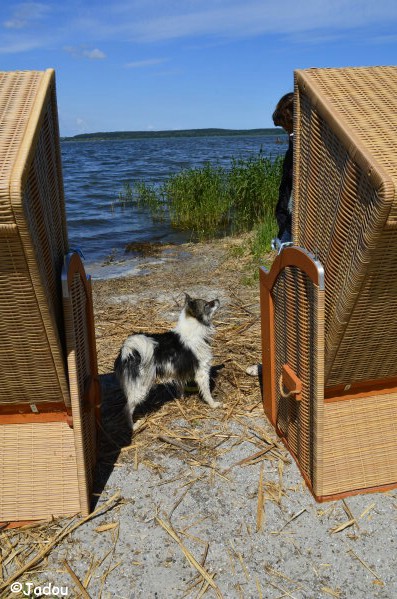 Jadou der Ost-Seehund
