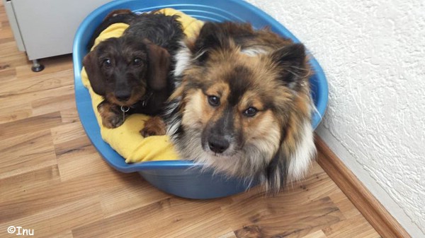 Inu kuschelt mit Kollege im Büro