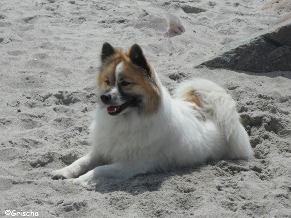 Grischa auf Fehmarn