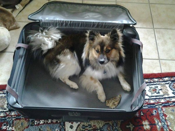 Koffer packen