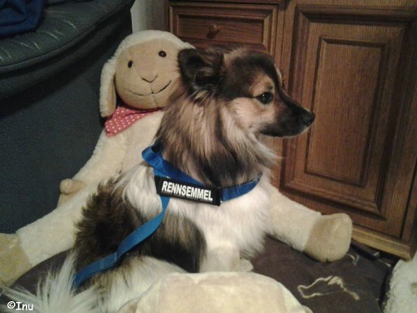 Inu und Iggy die Rennsemmeln
