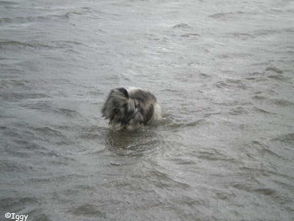 Iggy in Hooksiel