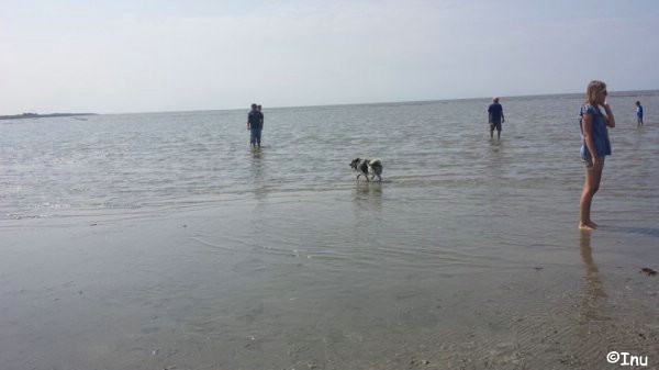 Inu geht „baden“