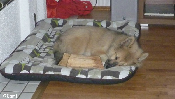 Kami – der perfekte Bürohund