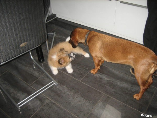 Kira (Klara) mit Freundin Kessy