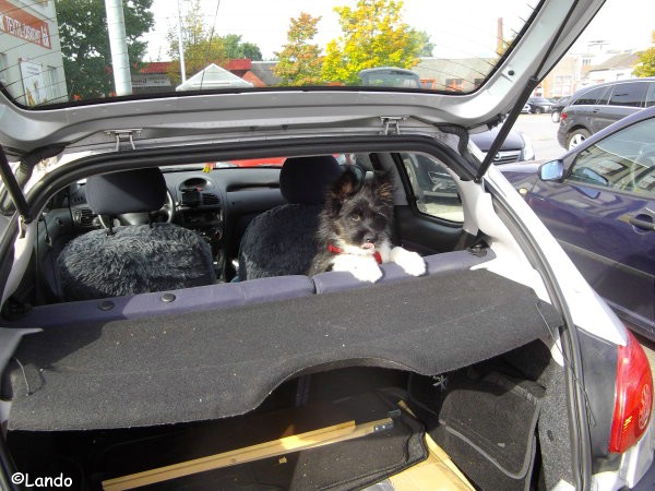 Lando im Auto