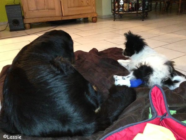 Lassie mit Gips