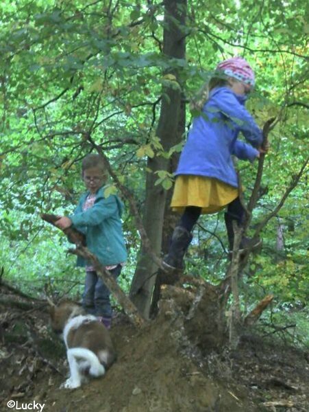 Lucky im Herbstwald