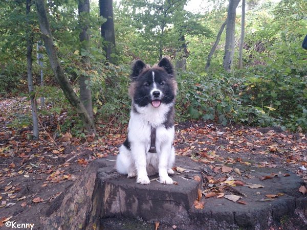 Kenny – ein toller Kerl!