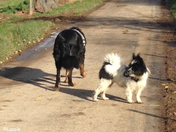 Lassie unterwegs