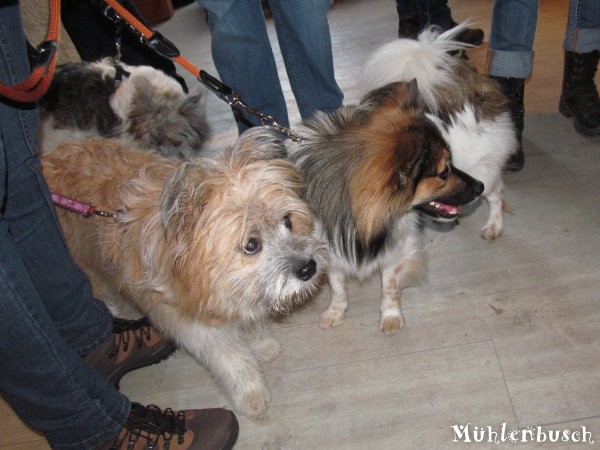 Hunde-Weihnachtsmarkt