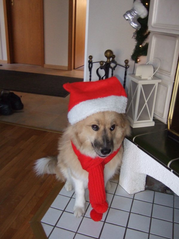 Weihnachtshund Kami