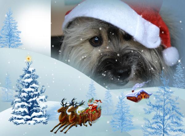 Iggy wünscht Frohe Weihnachten!