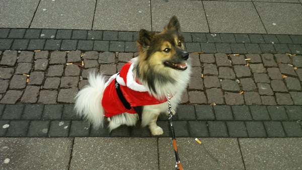 Inu auf dem Weihnachtsmarkt