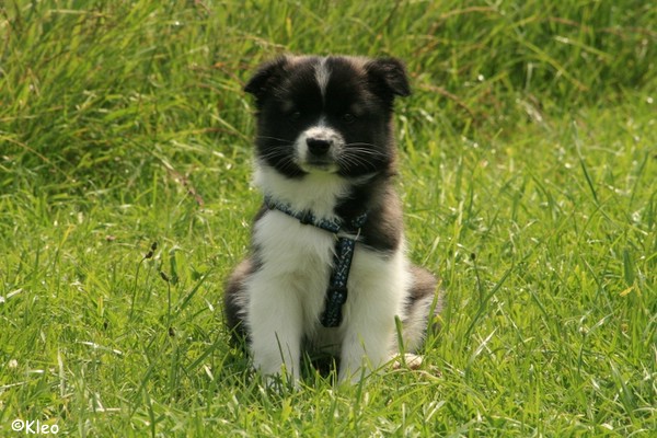 kleine Hunde werden groß …
