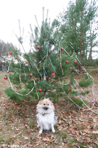 FeeBee jun. hat den Weihnachtsbaum gefunden