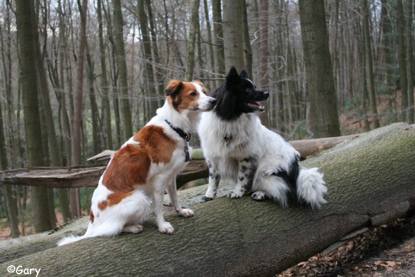 Gary im herbstlichen Winterwald