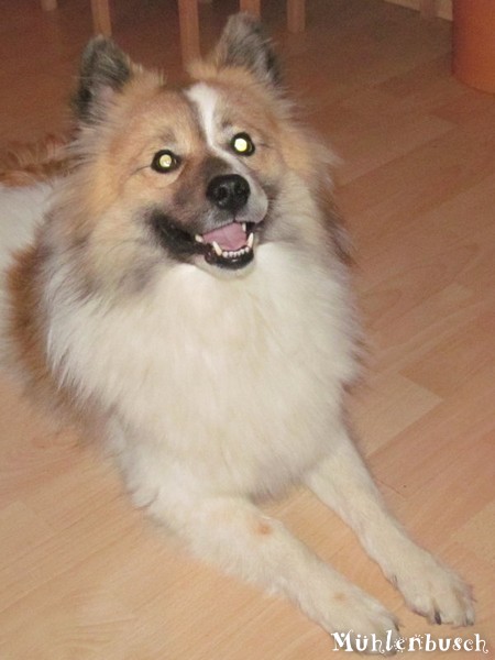 Grischa hat ein neues Zuhause!