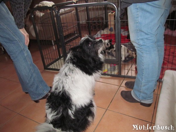 Lassie zu Besuch