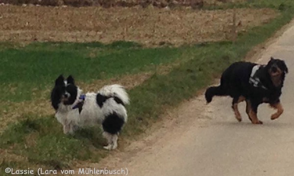 Lassie und Distel unterwegs