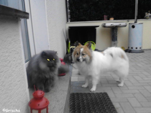 Grischa, der Katzenfreund