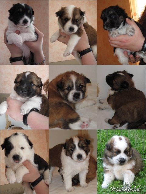 Benjis Welpen aus dem B-Wurf der Elos von den Erftauen sind 4 Jahre