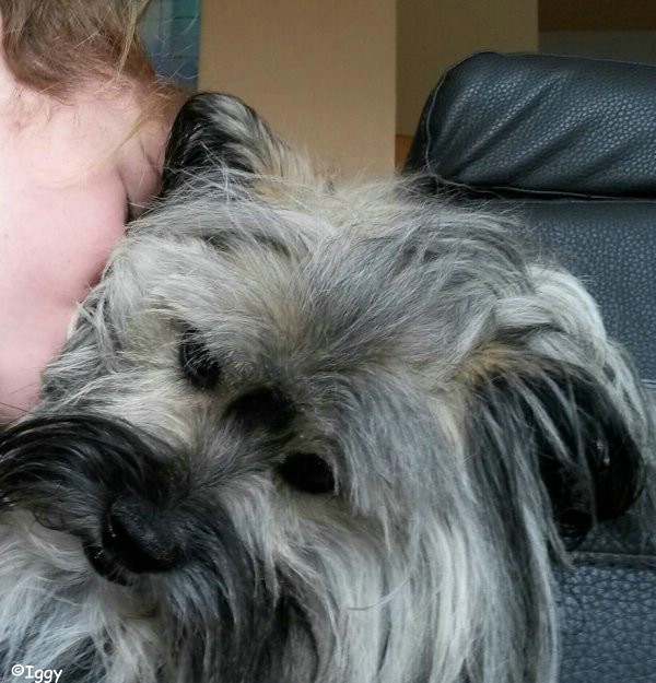 Iggy, der liebe kleine Kerl
