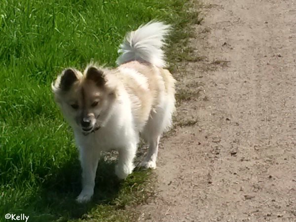 Kelly – ein super-mega-klasse-toller Hund