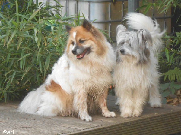Ari zu Besuch