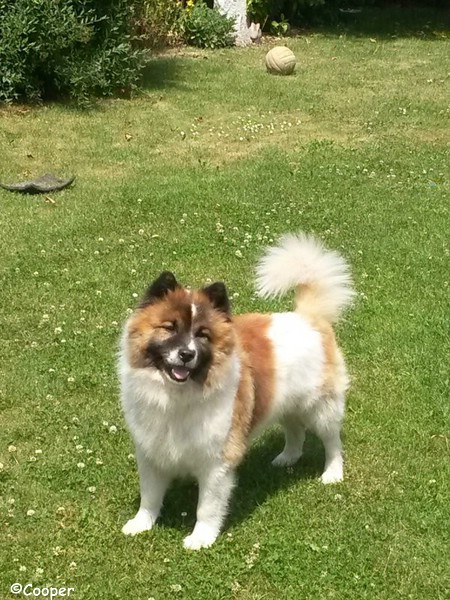 Cooper von der Pension Vilstal