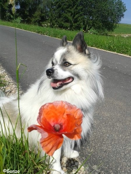 Gonzo und der Mohn