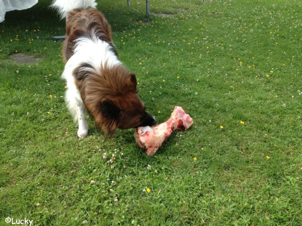 Lucky und der Riesenknochen!