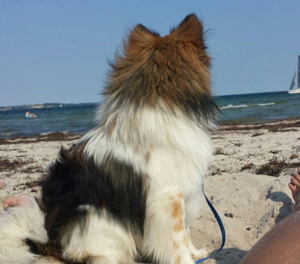 Inu und Familie senden Urlaubsgrüße