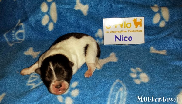 Nico – heisst jetzt Findus