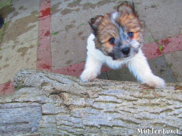 Bilder N-Wurf 7 Woche
