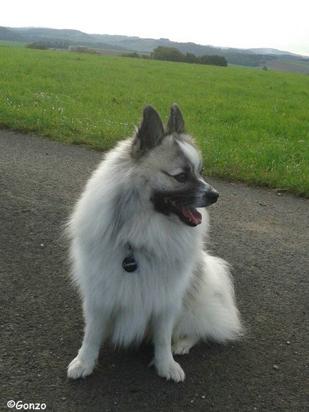 Gonzo und Hilde