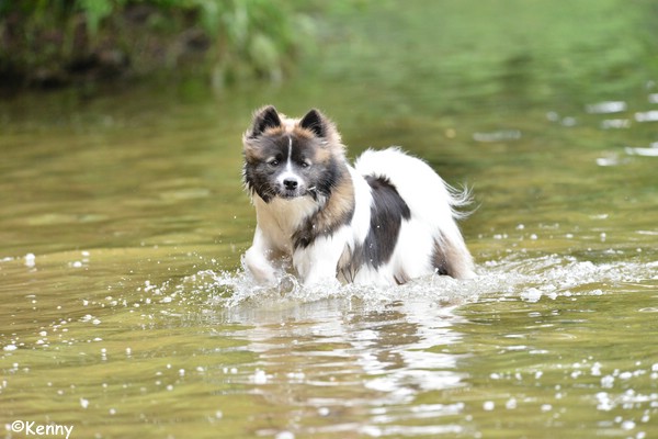 Kenny, der schwimmende Waschbär