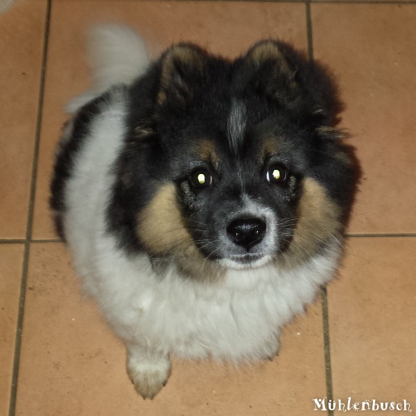 Balou wartet auf seine neue Familie