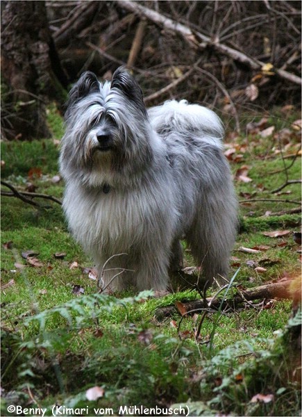 Benny – (Kimari) – im Herbstwald