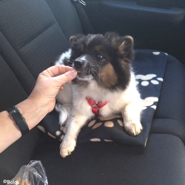 Balou im neuen Zuhause